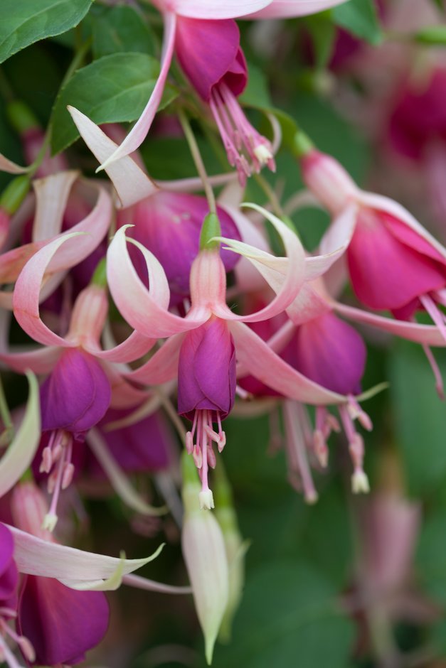 fuchsia 'Cascade'