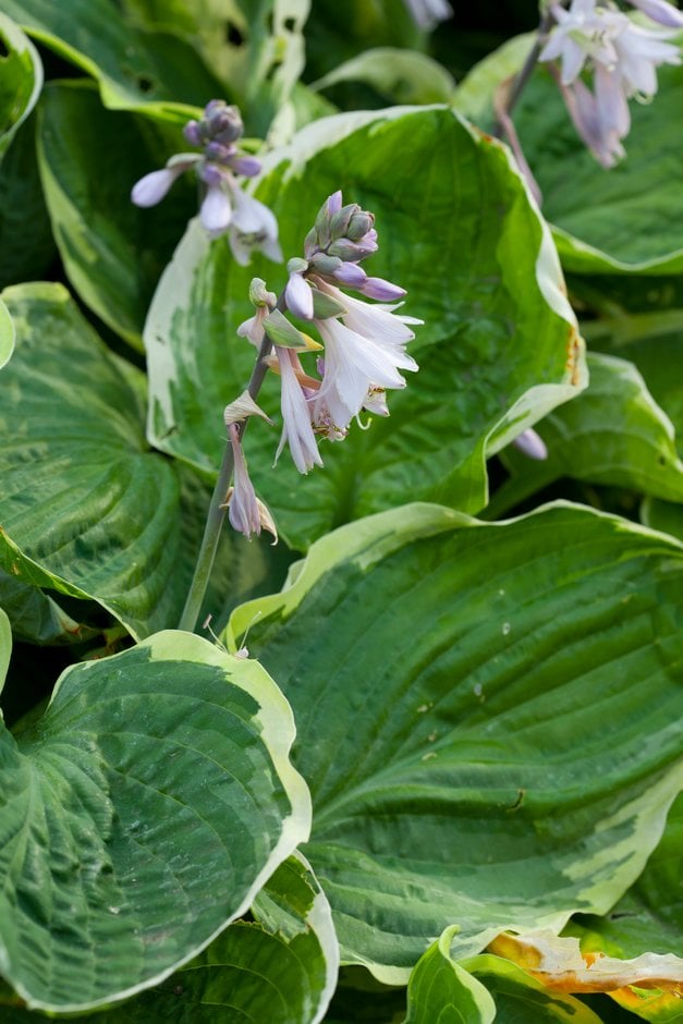 plantain lily 'Minuteman'