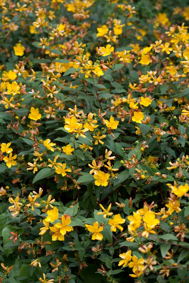<em>Hypericum</em> <em>hircinum</em> subsp. <em>albimontanum</em>