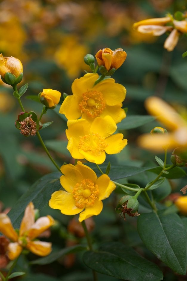 <em>Hypericum</em> <em>hircinum</em> subsp. <em>albimontanum</em>