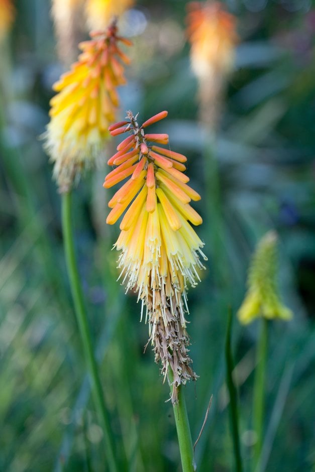 red-hot poker 'Goldelse'