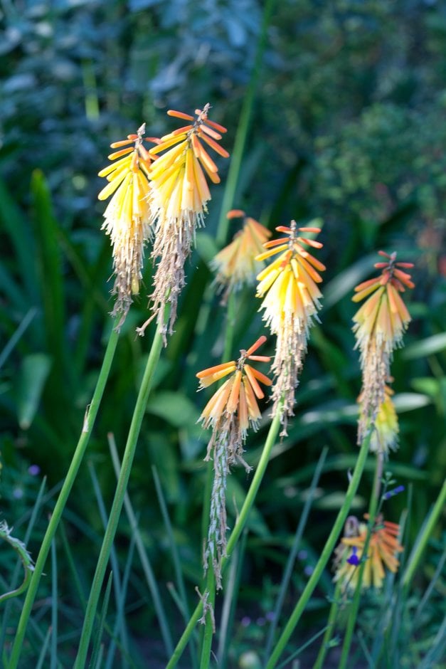 red-hot poker 'Goldelse'
