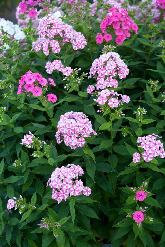 perennial phlox 'Peppermint Twist'