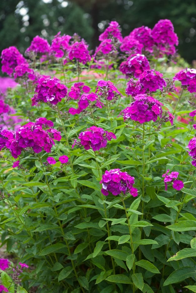 perennial phlox 'Blue Boy'