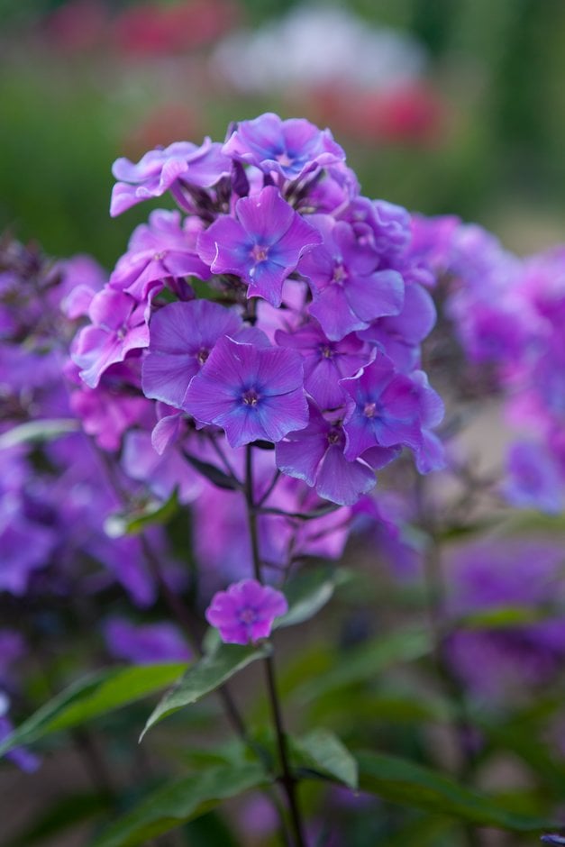 perennial phlox 'Blue Paradise'