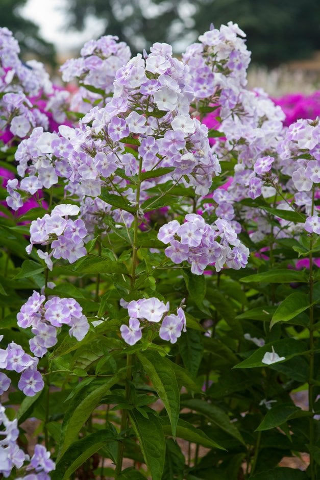 perennial phlox 'Katherine'