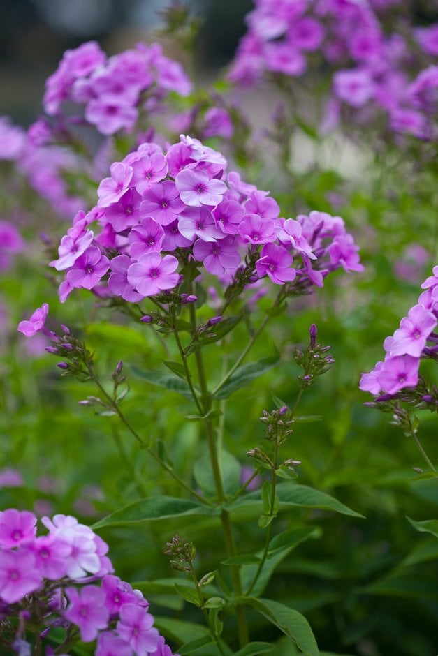 perennial phlox 'Lilac Time'