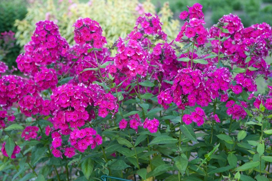 perennial phlox 'Newbird'