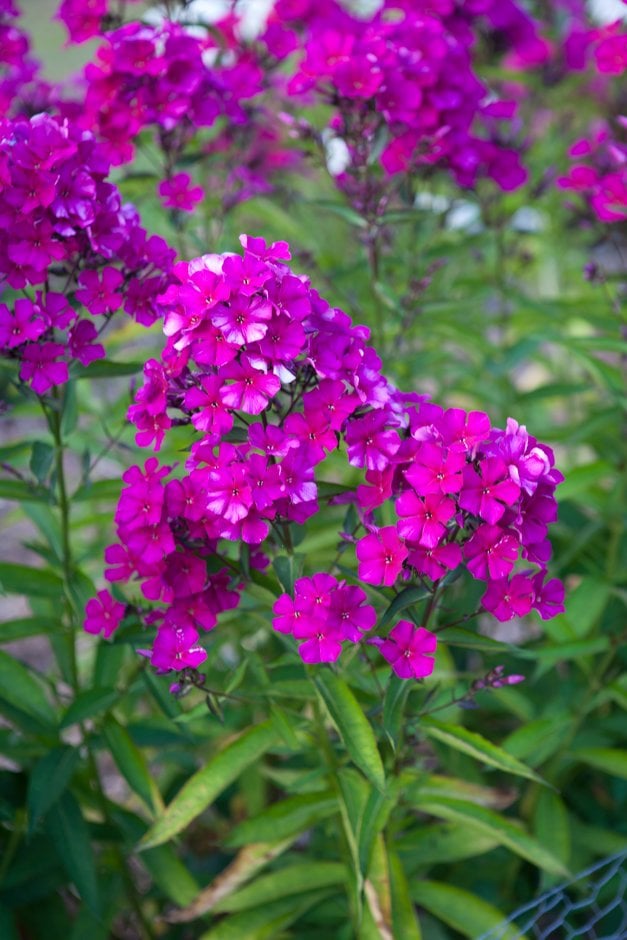 perennial phlox 'Orthello'