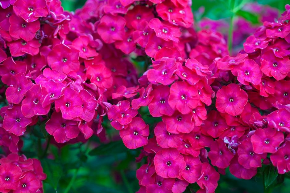 perennial phlox 'Red Flame'
