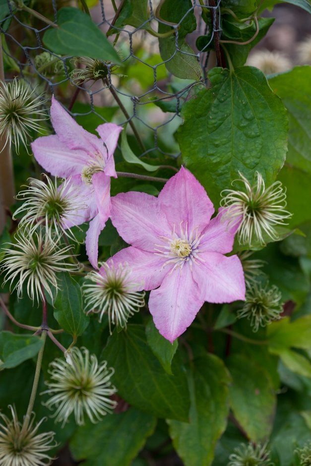 clematis 'Rosamunde'