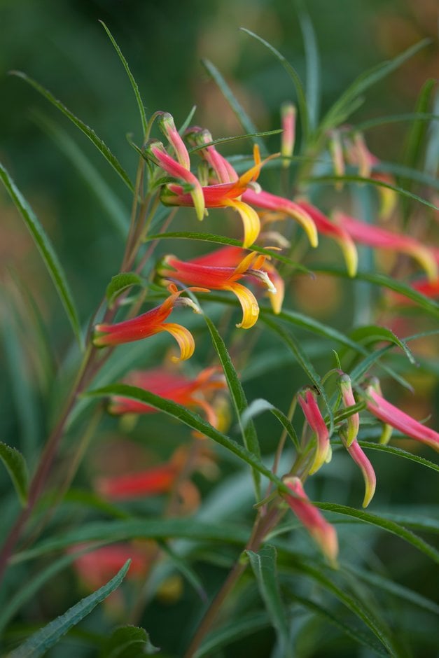 Lobelia laxiflora var. angustifolia | Herbaceous Perennial/RHS Gardening