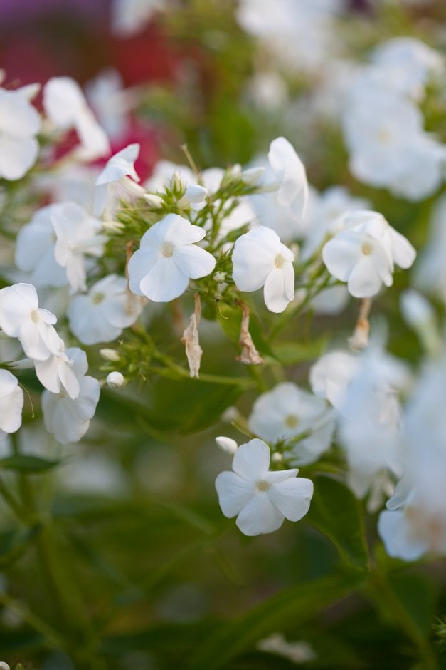 perennial phlox 'Rembrandt'