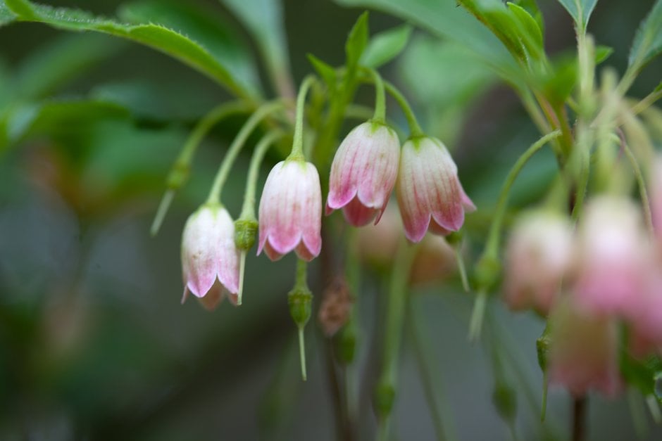 redvein enkianthus
