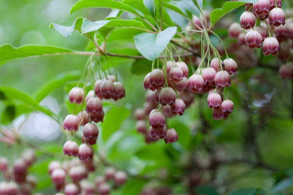 redvein enkianthus