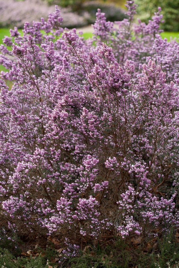 Irish heath 'Superba'