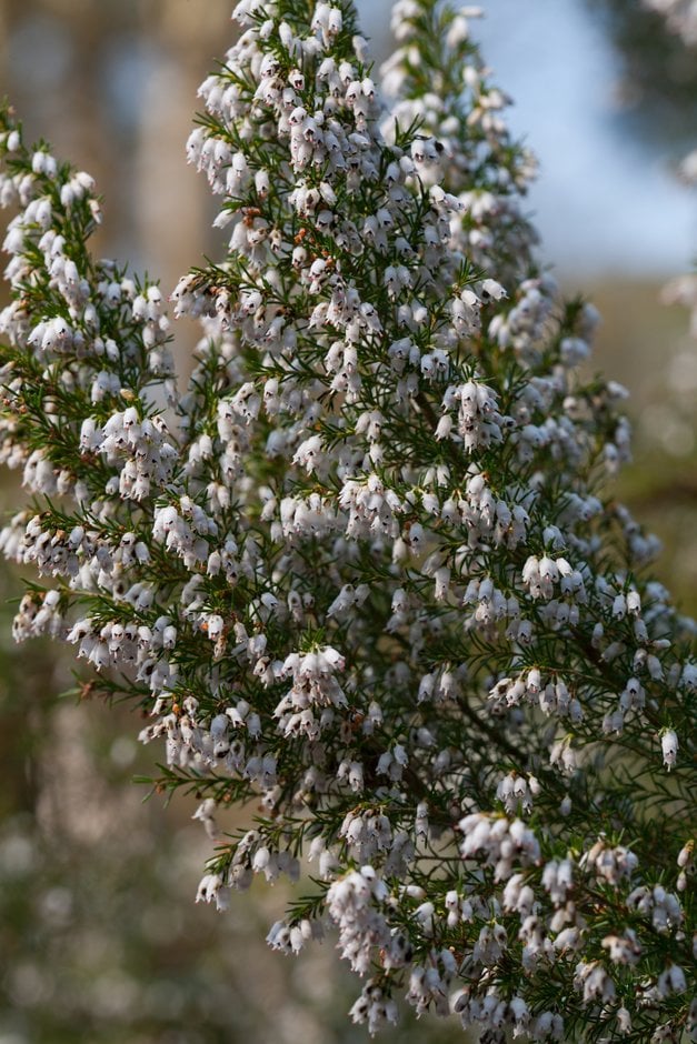 heath 'Gold Tips'
