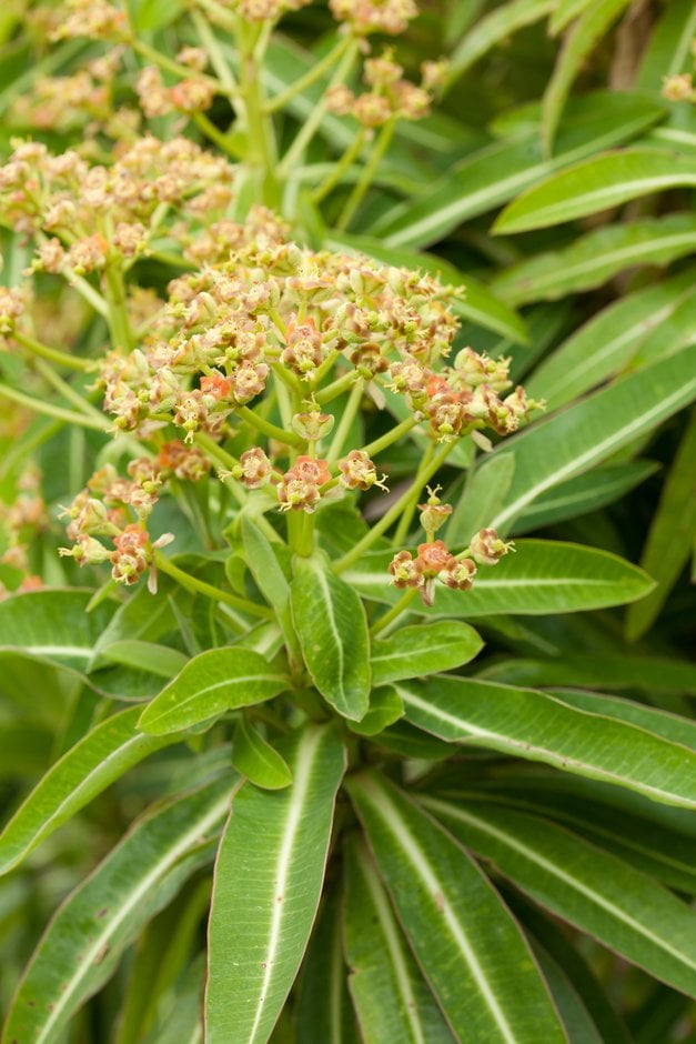 Euphorbia Mellifera Euphorbia Plants Evergreen Shrubs Images