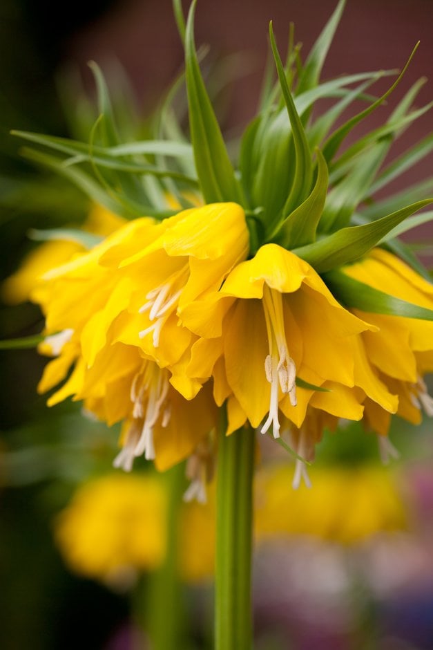 crown imperial 'Lutea'