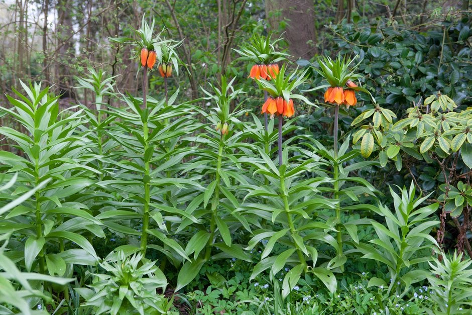 crown imperial 'Rubra Maxima'
