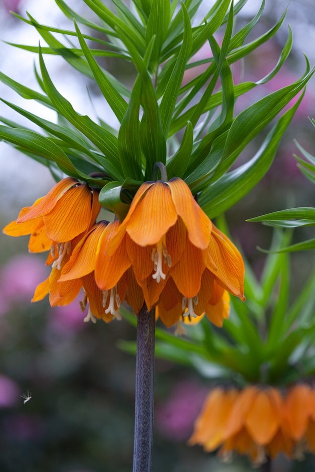 crown imperial 'Rubra Maxima'