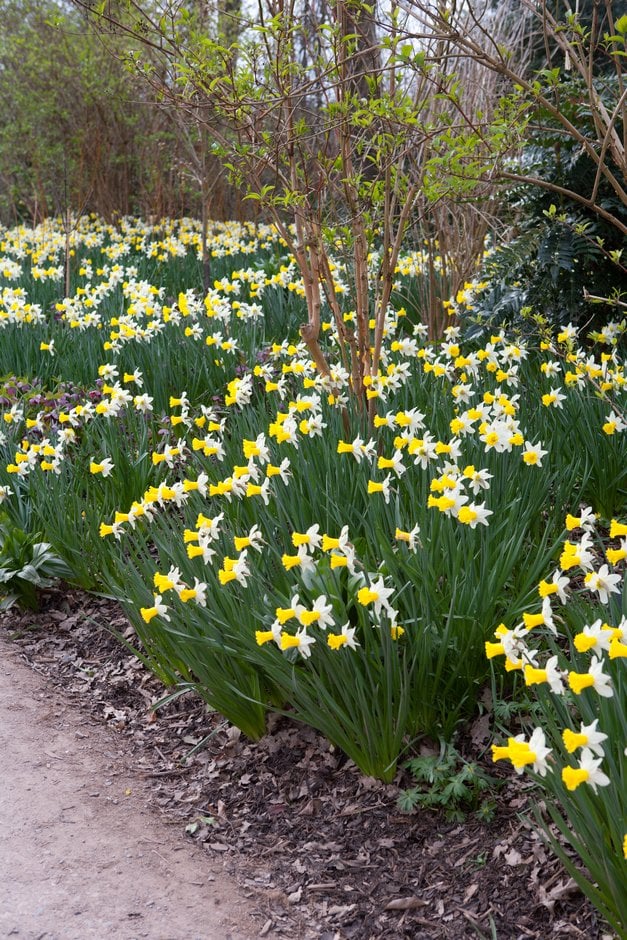 daffodil 'Wisley'