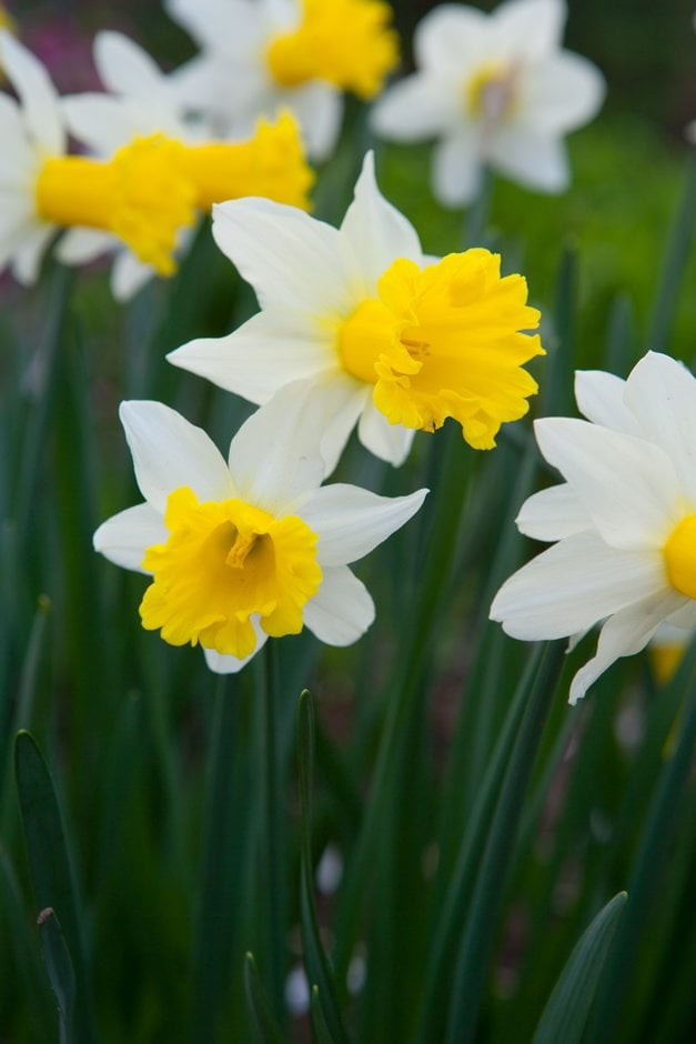 daffodil 'Wisley'