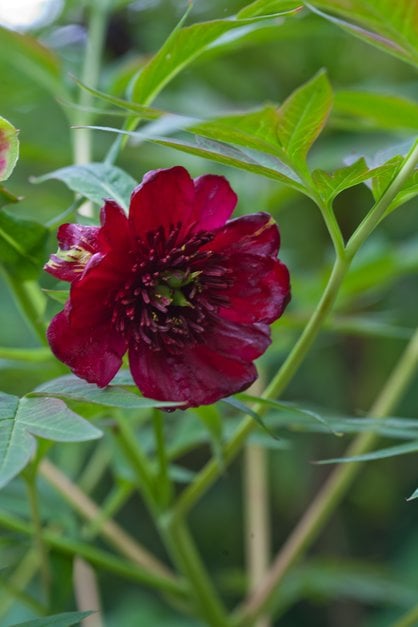 Delavay peony