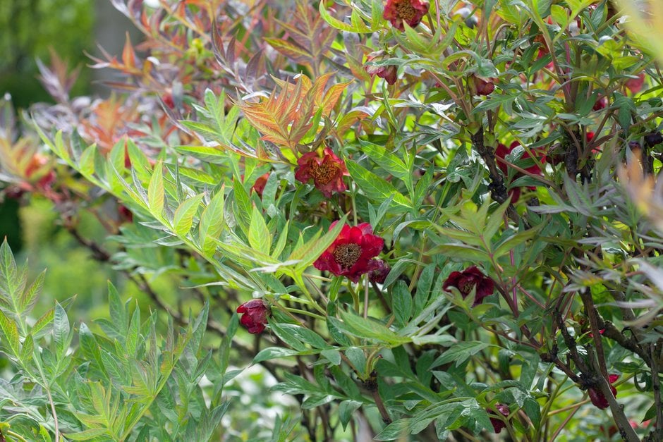 Delavay peony