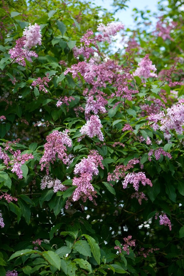 lilac 'Audrey'