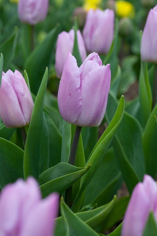 tulip 'Candy Prince'