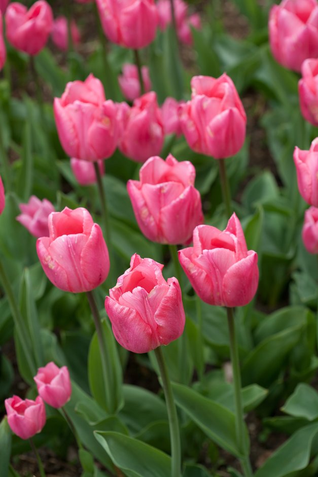 tulip 'Christmas Dream'