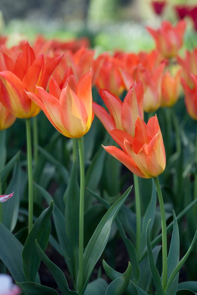 tulip 'Lilyfire'