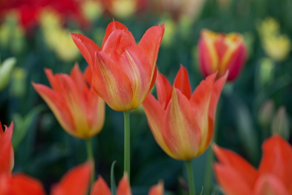 tulip 'Lilyfire'