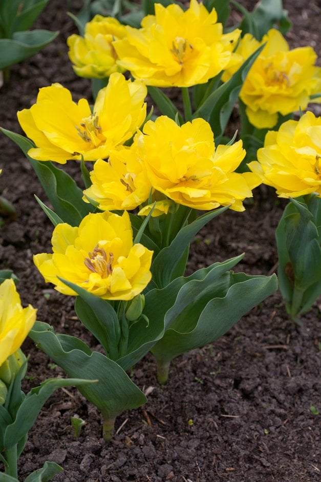 tulip Monte Carlo'