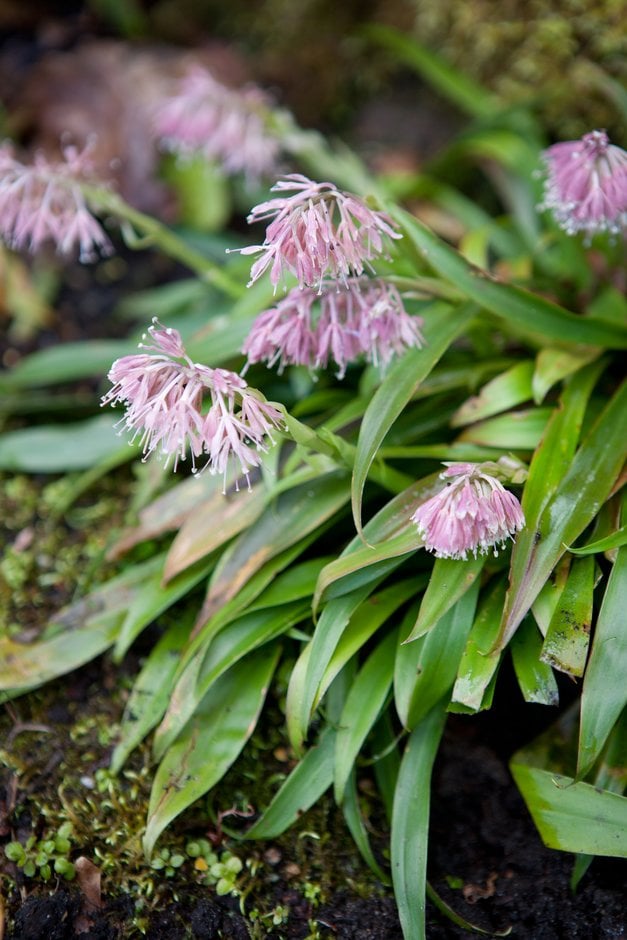 Tibetan ypsilandra