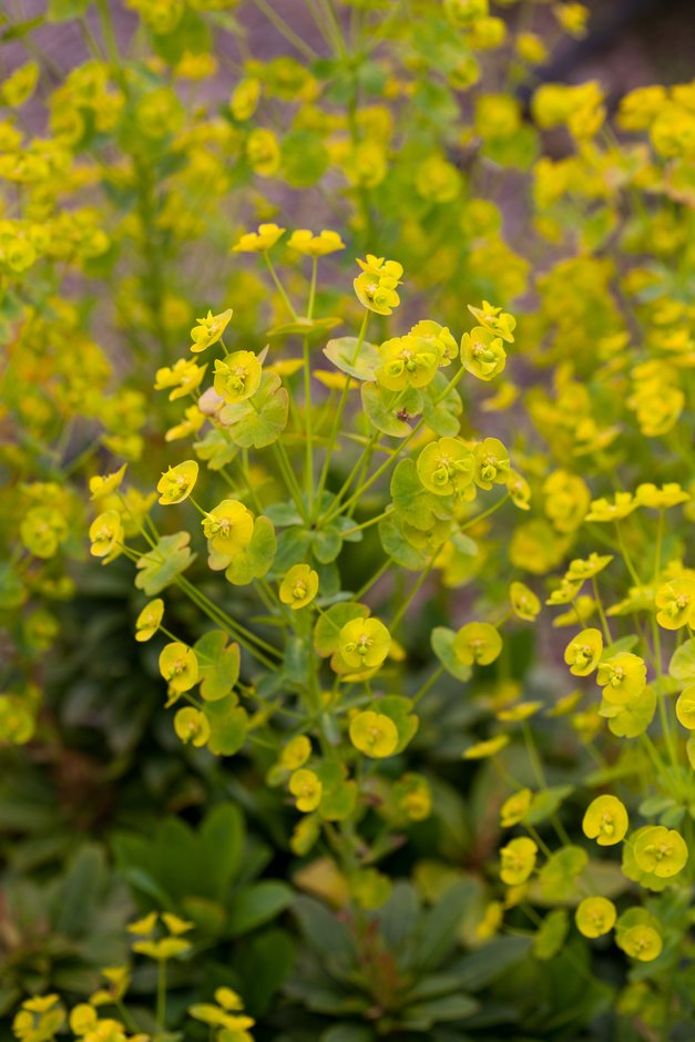 Euphorbia amygdaloides var. robbiae | Mrs Robb's bonnet/RHS Gardening