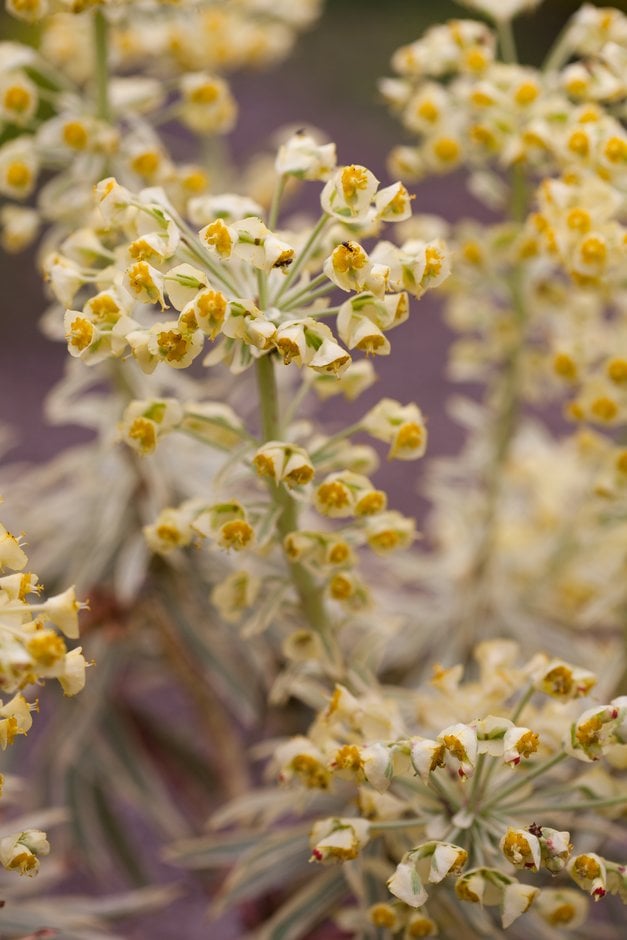 spurge [Silver Swan]