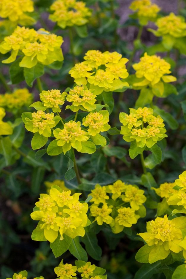 cushion spurge 'Midas'