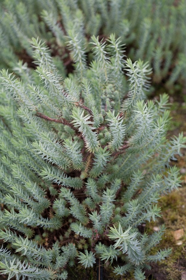 little fir spurge