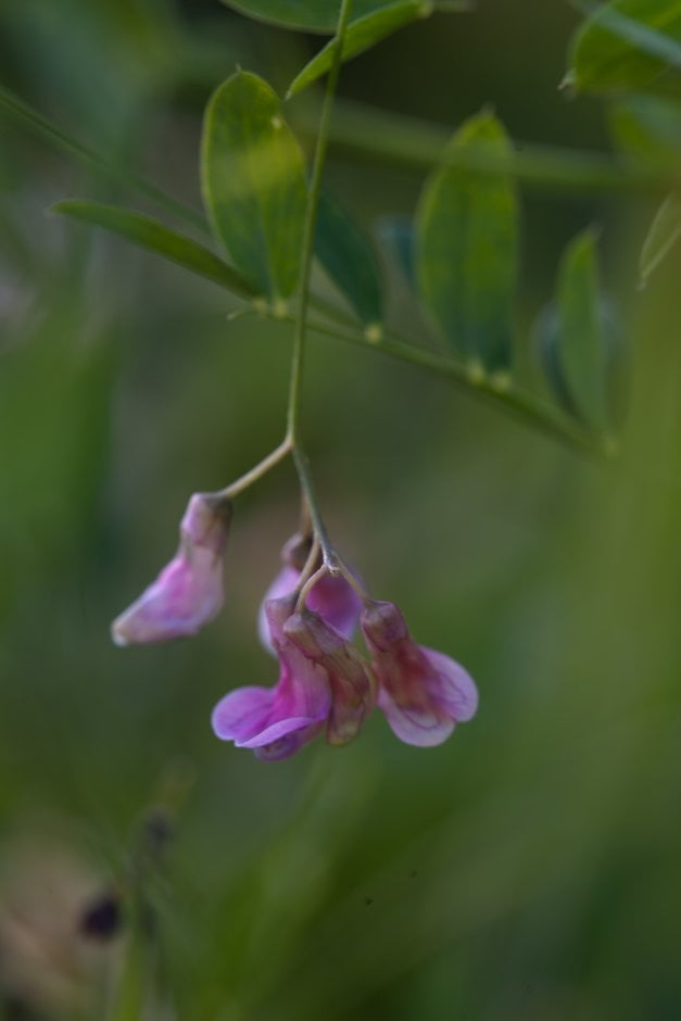 black pea