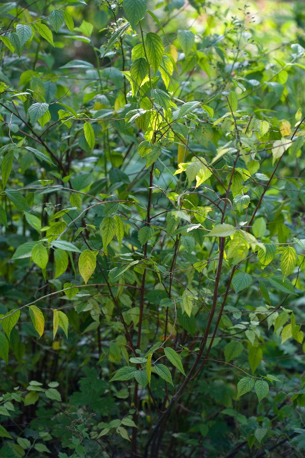 Neviusia alabamensis | Alabama snow wreath Shrubs/RHS Gardening