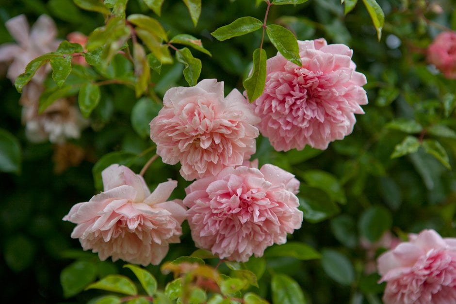 rose 'Paul Transon'