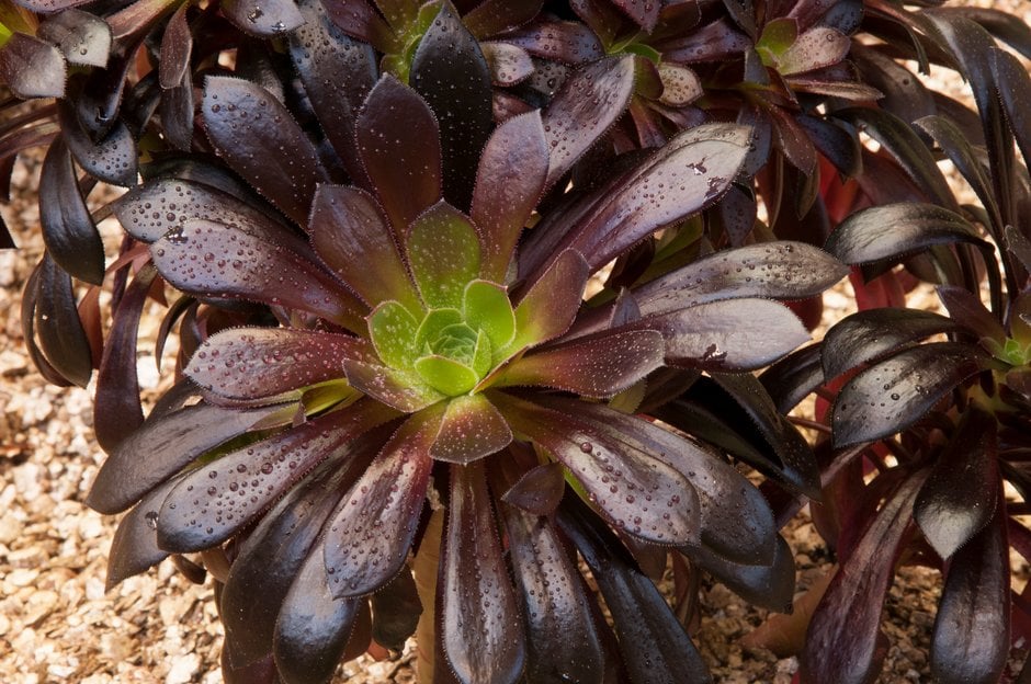 aeonium 'Poldark'