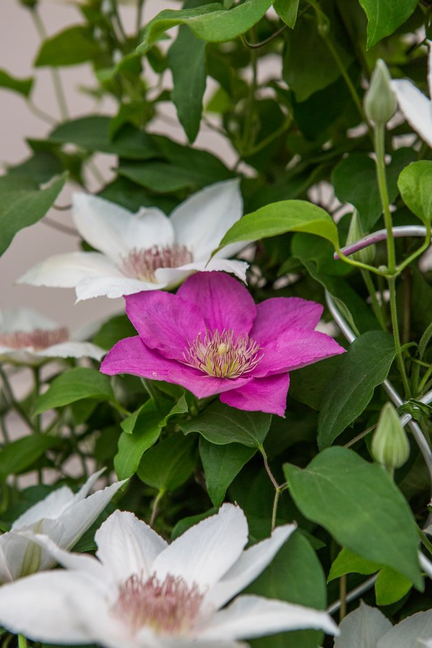 Clematis Endellion Andevipo076andpbr Boulevard Series El Clematis