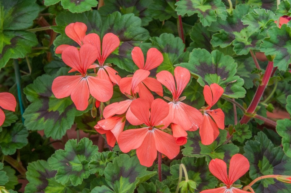 geranium 'Magic Lantern'