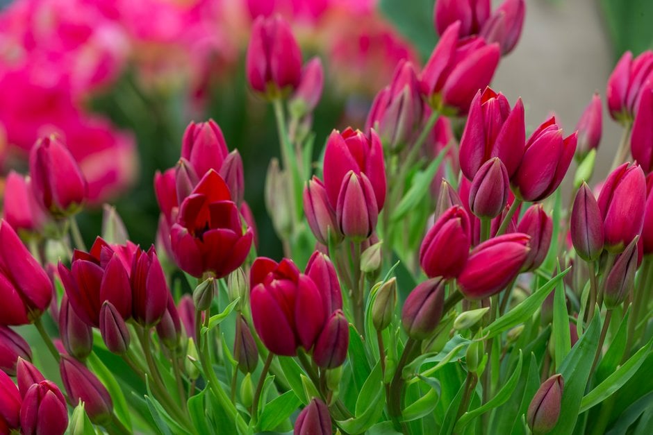 tulip 'Red Georgette'