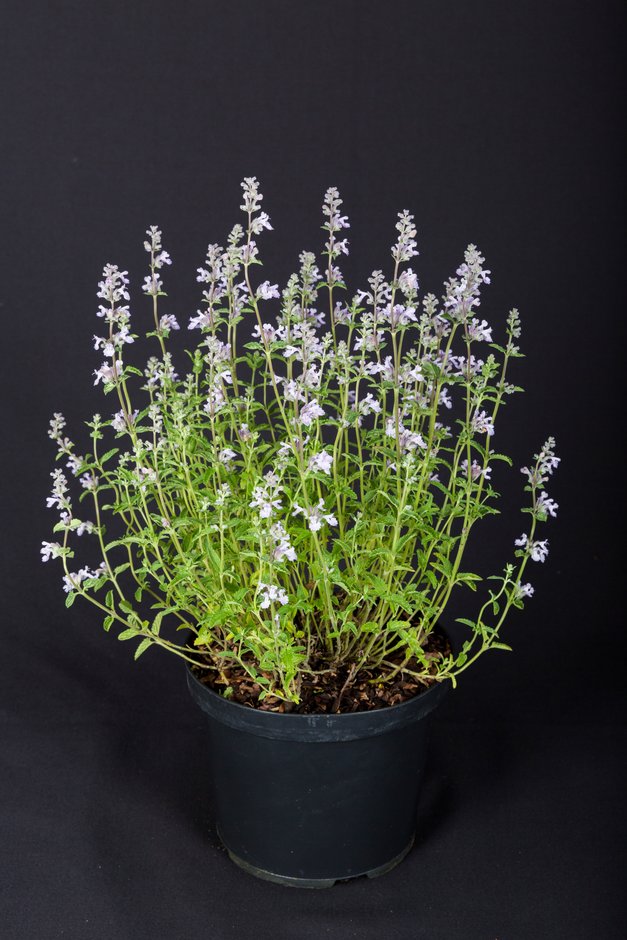 garden catmint 'Crystal Cloud'