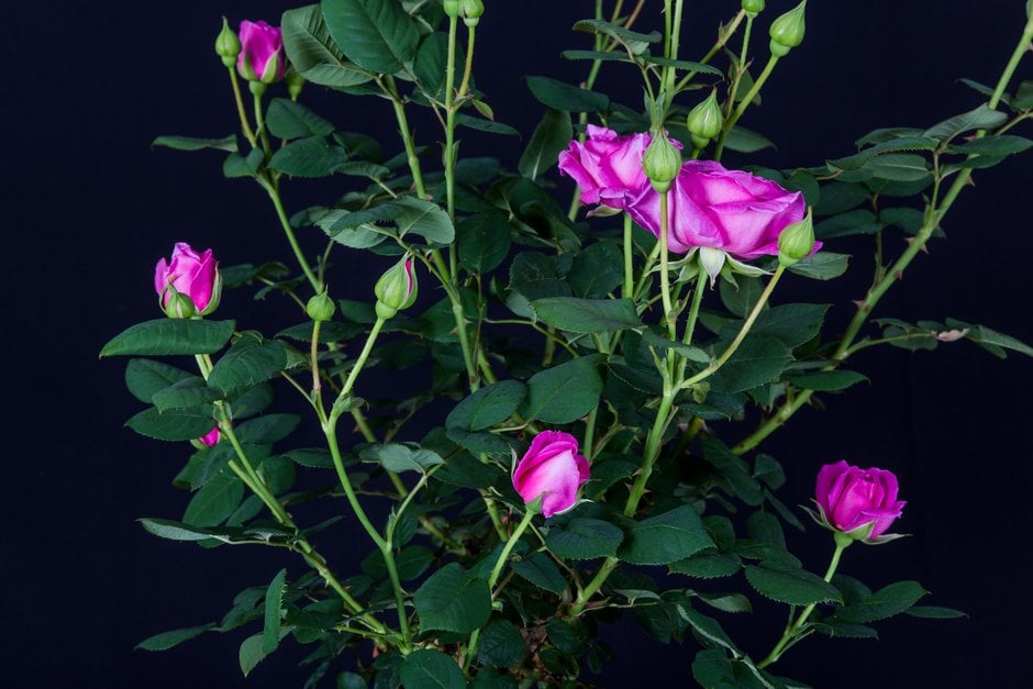 rose [Sandringham]