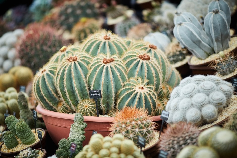 magnificent ball cactus